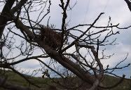 Love nest