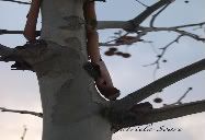 Tree second