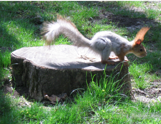 photo _zpsdirbuihk.png