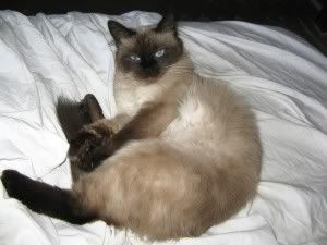gatos