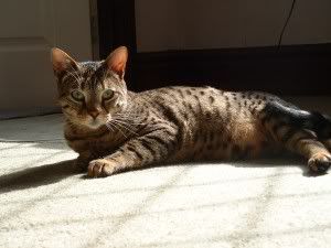 gatitos