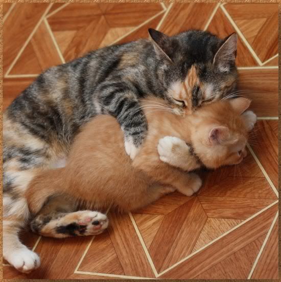 gatos