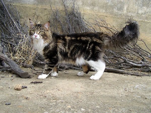 gatolindo