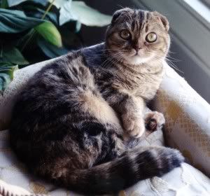 Los gatos, el post que se merecen