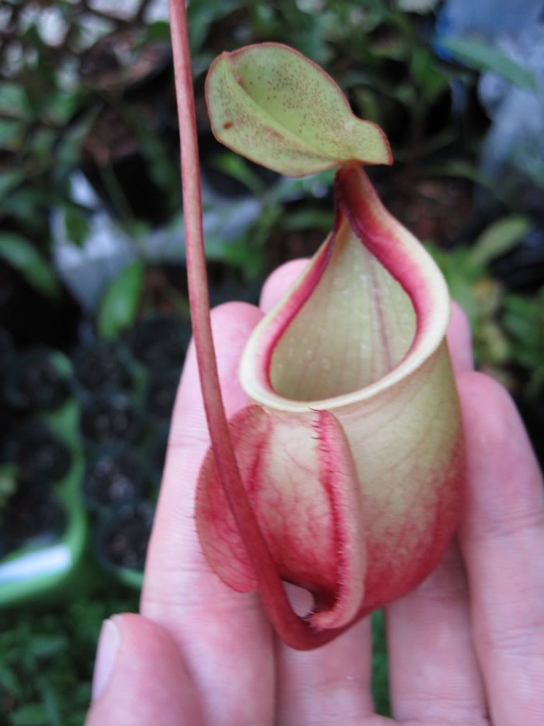 globosa