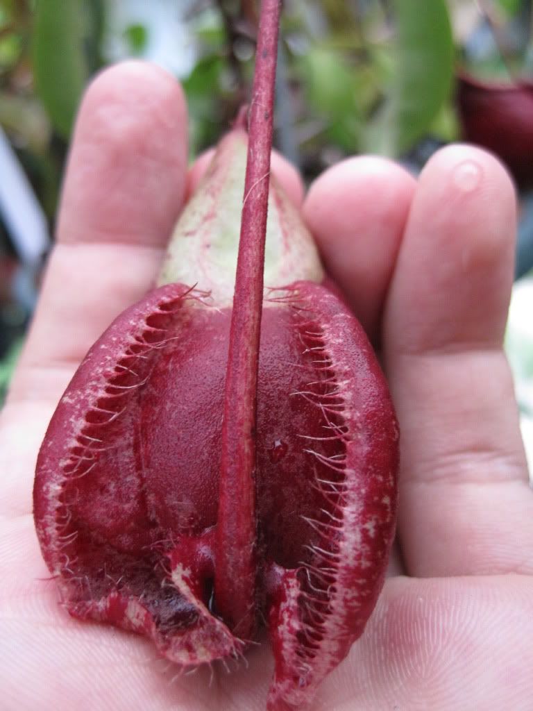 globosa x rafflesiana 'kondo'