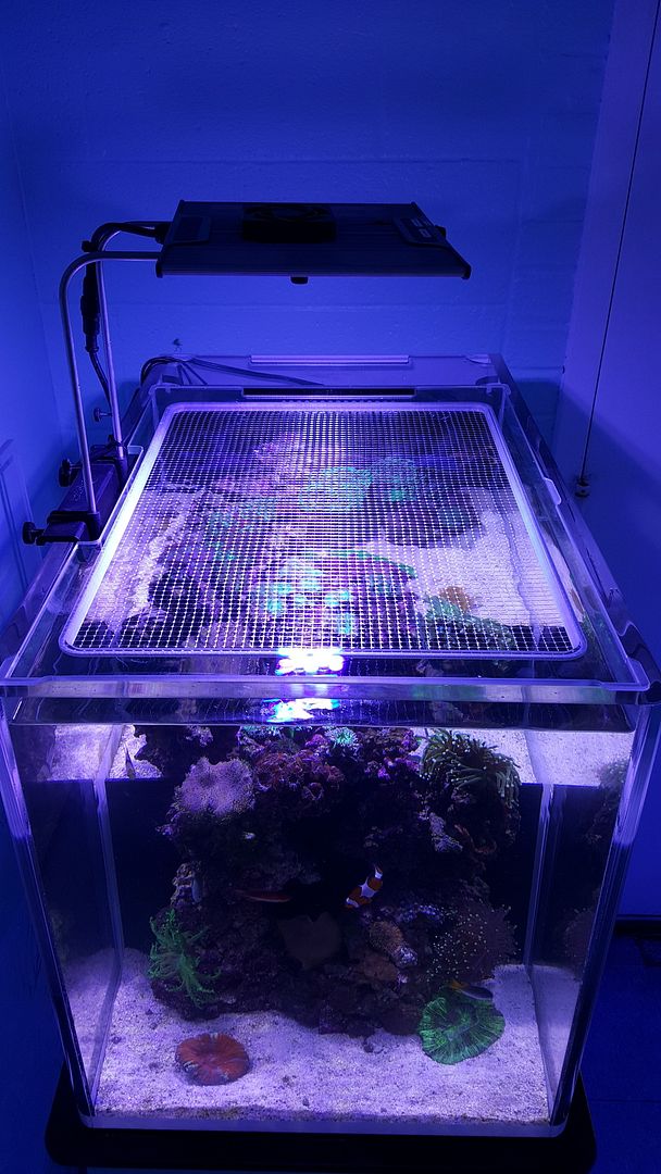 The OG... 'Classic' ClearView Aquarium Lids Thread REEF2REEF