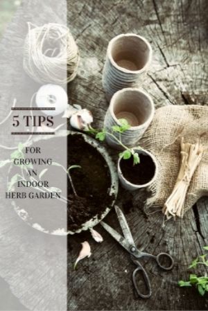 5 Tips for Growing an Indoor Herb Garden ~ Pure Grace Farms