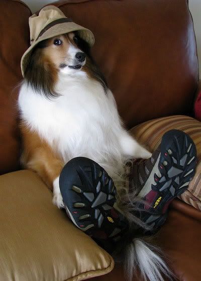 dog-hat-sneakers.jpg