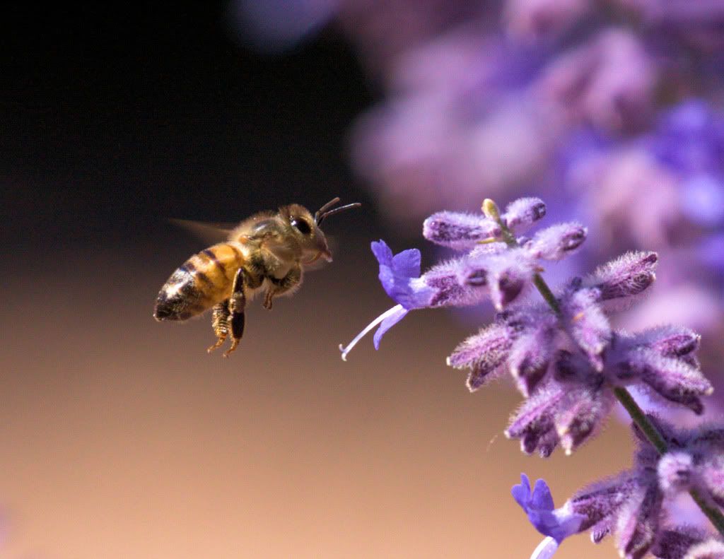 IMAGE: http://i809.photobucket.com/albums/zz17/dnauer/beeinflightcroppedandadjusted.jpg