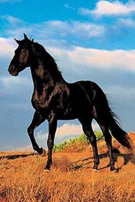 black horse Pictures, Images and Photos