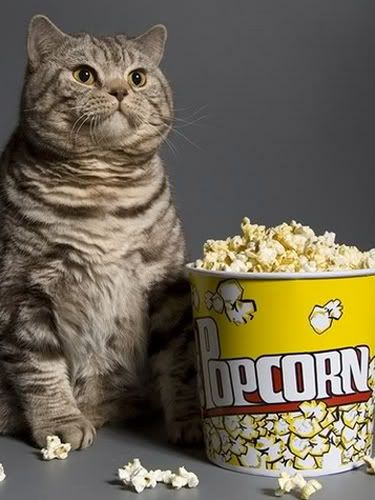 popcorncat.jpg