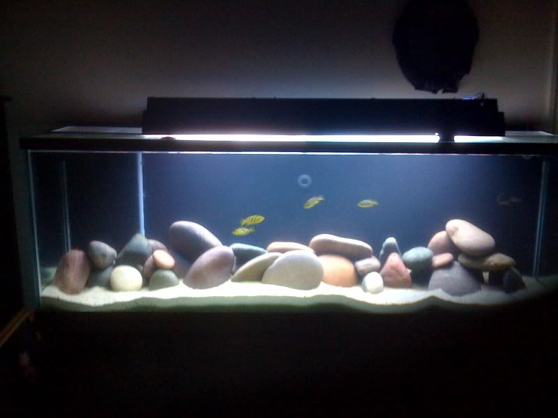 20 gallon fish tank stocking options